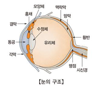 눈의구조